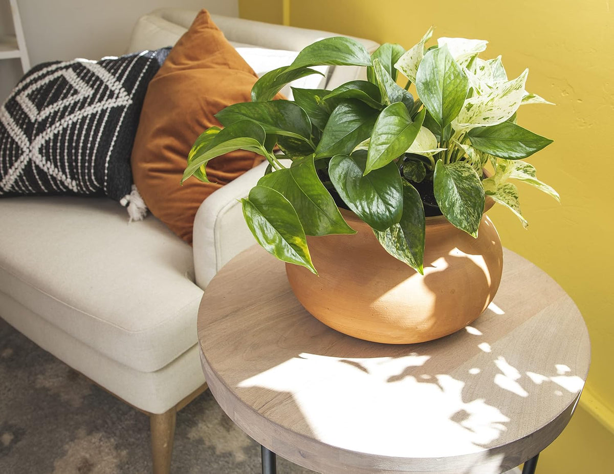 4PK Pothos and Snake Plants Indoor Houseplants B38047