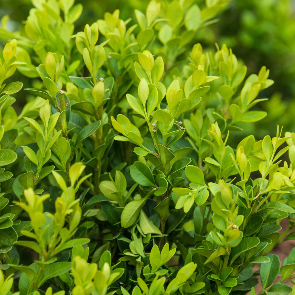 Green Velvet Boxwood Broadleaf Evergreen Shrub, 2.50 qt pot (1-Pack) J68460