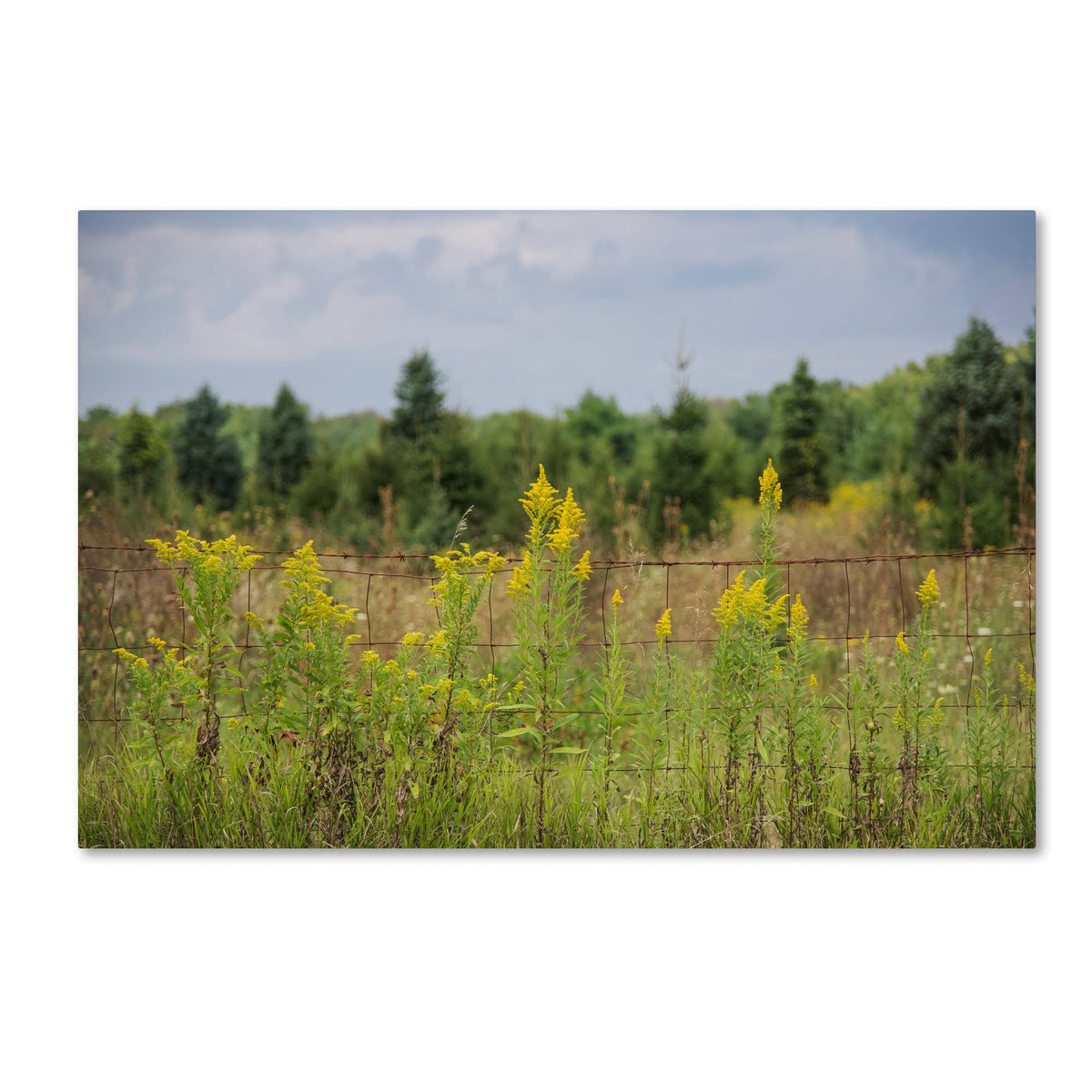 Canvas Art K549055