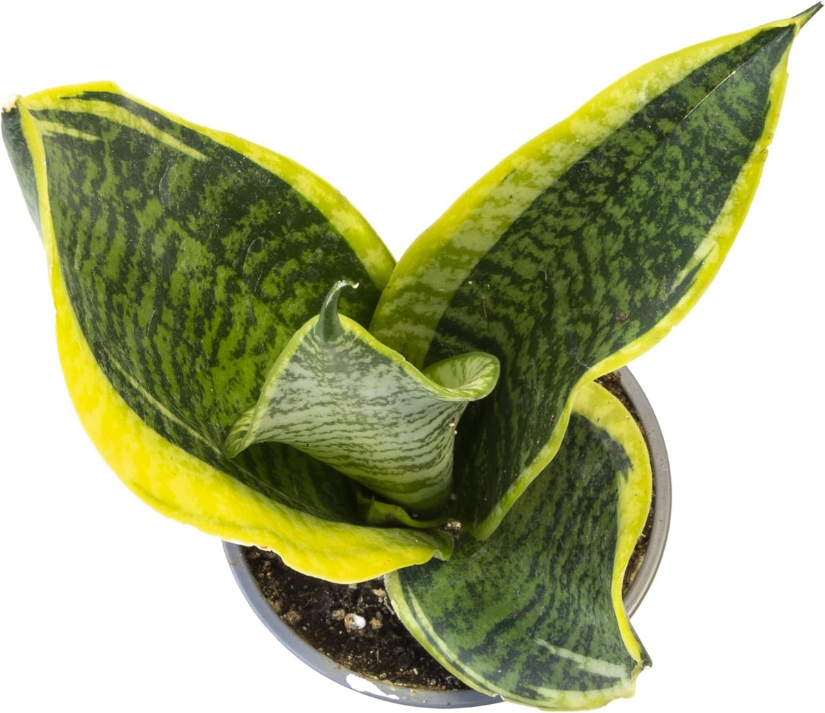 4PK Pothos and Snake Plants Indoor Houseplants B38047