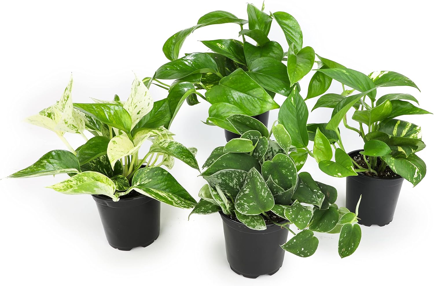 4PK Pothos and Snake Plants Indoor Houseplants B38047