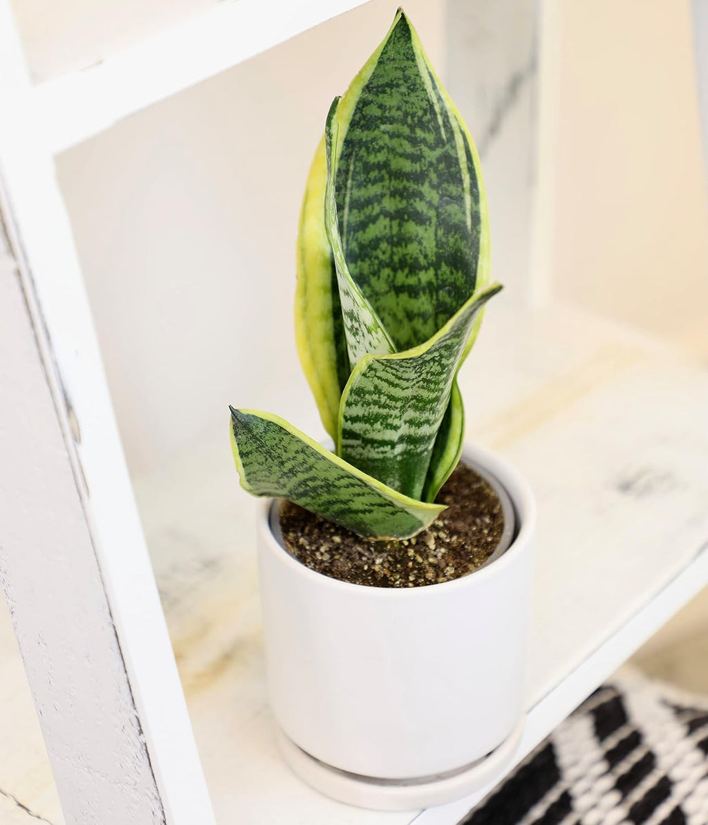 4PK Pothos and Snake Plants Indoor Houseplants B38047