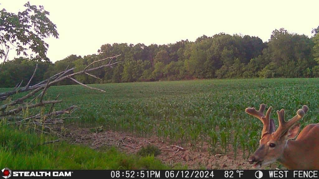 36MP Trail Camera with 1080P HD Video, 0.4 Sec Trigger Speed, 360° Panoramic View, Built-in GPS, Cellular (2pk), 32GB SD Cards, & Microfiber Cleaning Cloth E231