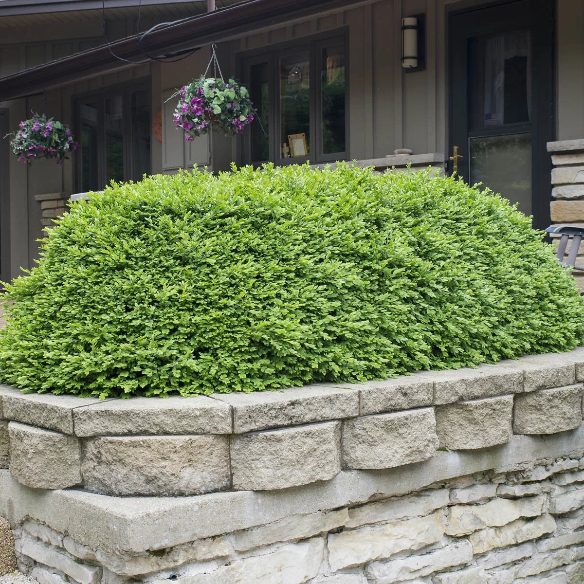 Green Velvet Boxwood Broadleaf Evergreen Shrub, 2.50 qt pot (1-Pack) J68460