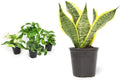4PK Pothos and Snake Plants Indoor Houseplants B38047