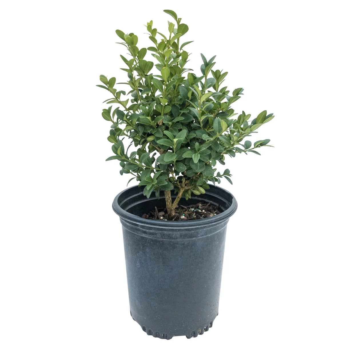 Green Velvet Boxwood Broadleaf Evergreen Shrub, 2.50 qt pot (1-Pack) J68460