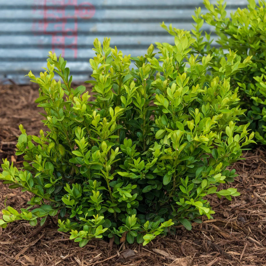 Green Velvet Boxwood Broadleaf Evergreen Shrub, 2.50 qt pot (1-Pack) J68460