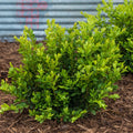 Green Velvet Boxwood Broadleaf Evergreen Shrub, 2.50 qt pot (1-Pack) J68460