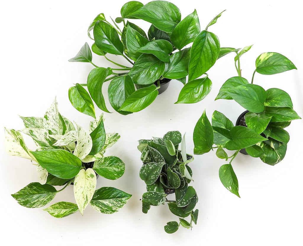 4PK Pothos and Snake Plants Indoor Houseplants B38047
