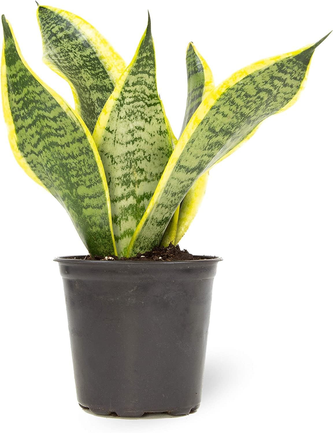 4PK Pothos and Snake Plants Indoor Houseplants B38047