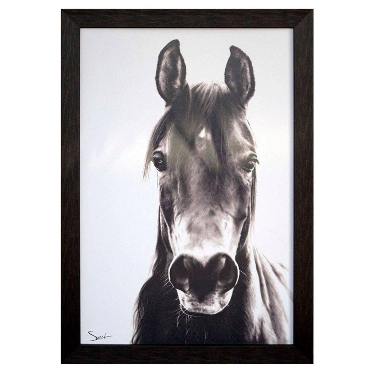 Horse Portrait D804